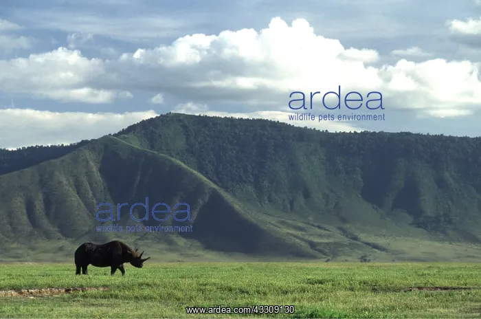  : Black  /  Hooked-lipped Rhinoceros - old female