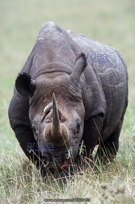 : Black / Hooked-lipped Rhinoceros - with oxpecker on head : Black / Hooked-lipped Rhinoceros - with oxpecker on head