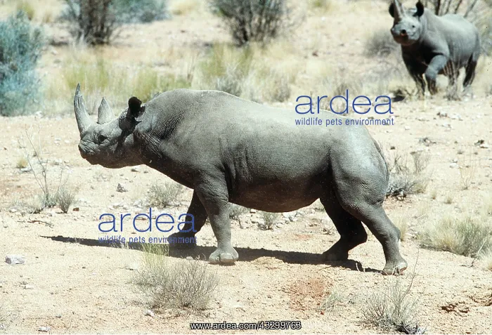 : Black / Hooked-lipped Rhinoceros - x two : Black / Hooked-lipped Rhinoceros - x two