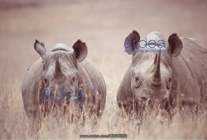 : Black / Hooked-lipped Rhinoceros - x two : Black / Hooked-lipped Rhinoceros - x two
