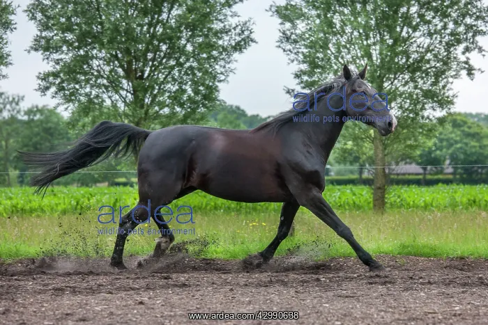  : Black Horse