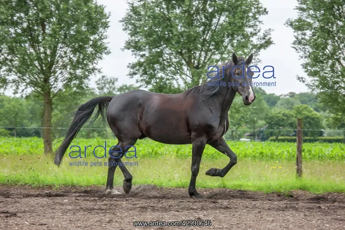  : Black Horse