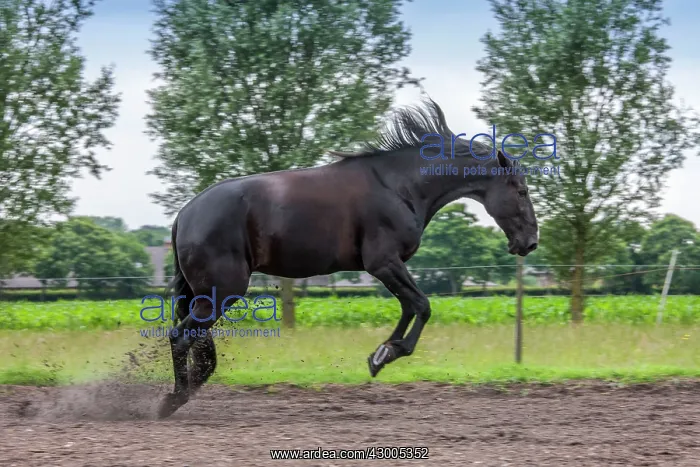  : Black Horse