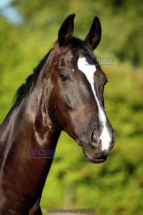 : Black horse, gelding, Baden-Wuerttemberg breed : Black horse, gelding, Baden-Wuerttemberg breed