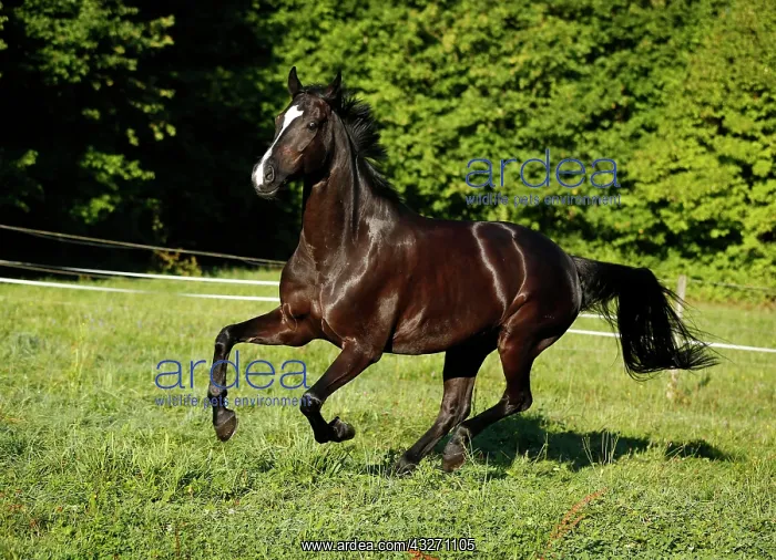: Black horse, gelding, Baden-Wuerttemberg breed : Black horse, gelding, Baden-Wuerttemberg breed