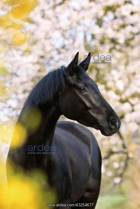 : Black horse, mare in spring, portrait : Black horse, mare in spring, portrait