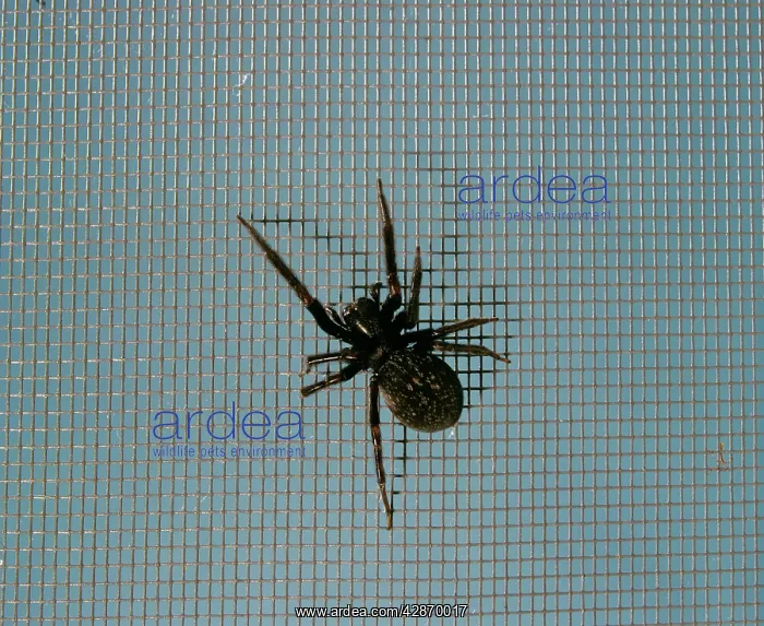 : Black house / Window Spider : Black house / Window Spider