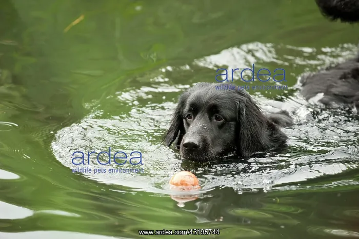: Black Hovawart retrieving a ball out of the water : Black Hovawart retrieving a ball out of the water