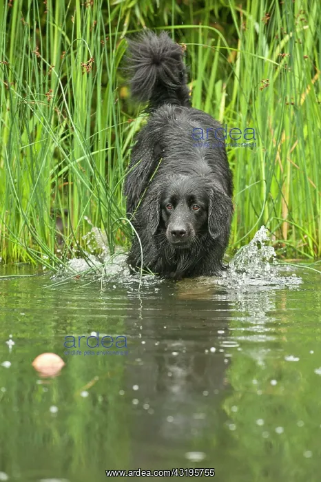 : Black Hovawart standing in a pond : Black Hovawart standing in a pond