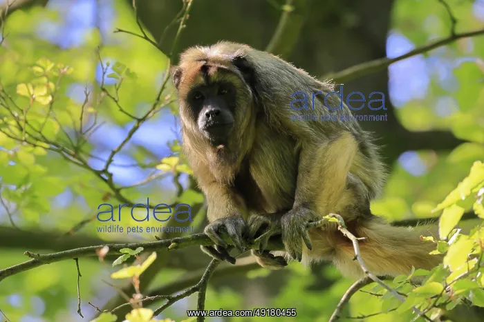 : Black howler (Alouatta caraya) : Black howler (Alouatta caraya)
