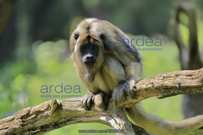 : Black howler (Alouatta caraya) : Black howler (Alouatta caraya)