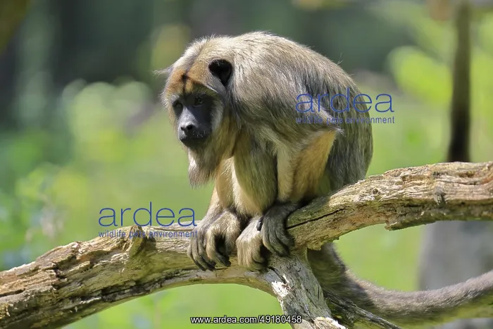 : Black howler (Alouatta caraya) : Black howler (Alouatta caraya)