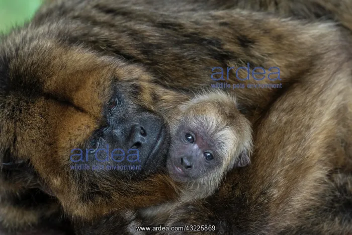 : Black Howler (Alouatta caraya), female with young : Black Howler (Alouatta caraya), female with young