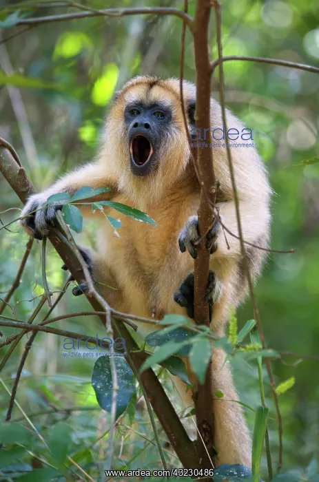 : Black howler (Alouatta caraya), Misiones : Black howler (Alouatta caraya), Misiones