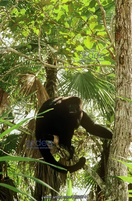 : Black Howler Monkey : Black Howler Monkey