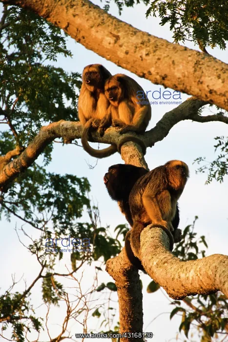 : Black Howler Monkey : Black Howler Monkey
