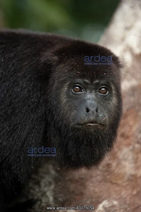 : Black Howler Monkey (Alouatta pigra) Community : Black Howler Monkey (Alouatta pigra) Community