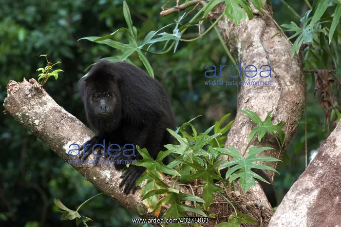 : Black Howler Monkey (Alouatta pigra) Community : Black Howler Monkey (Alouatta pigra) Community