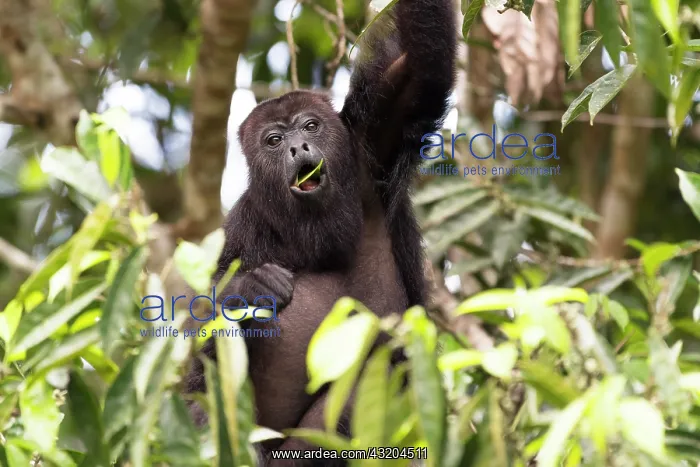  : Black howler monkey (Alouatta pigra) eating green