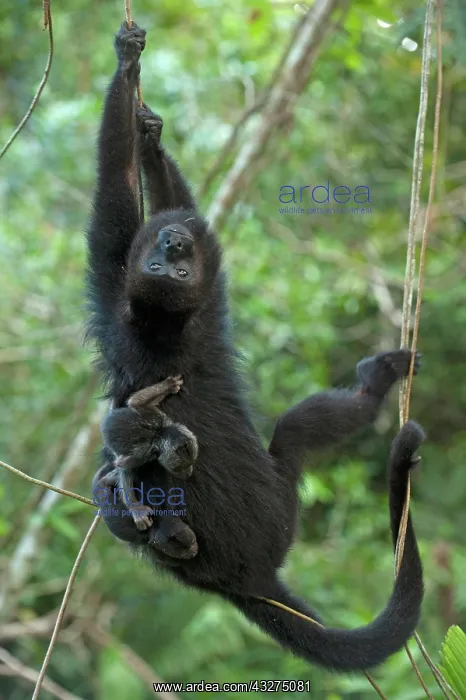  : Black Howler Monkey (Alouatta pigra) Mother