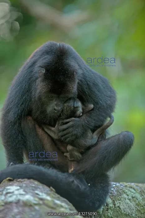 : Black Howler Monkey (Alouatta pigra) Mother : Black Howler Monkey (Alouatta pigra) Mother