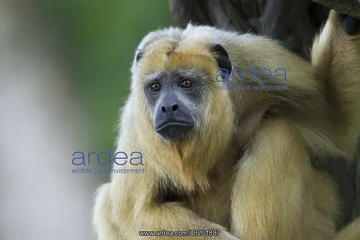 : Black Howler Monkey - female Alouatta caraya Singapore : Black Howler Monkey - female Alouatta caraya Singapore