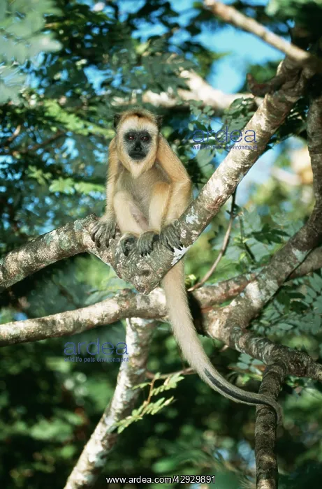 : Black Howler MONKEY - Female, light colour fur : Black Howler MONKEY - Female, light colour fur