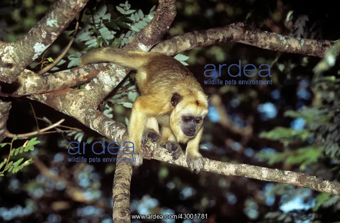 : Black Howler Monkey - female (light coloured fur) : Black Howler Monkey - female (light coloured fur)