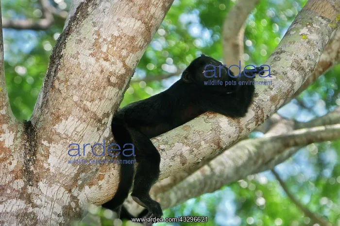 : Black Howler Monkey - male Pantanal, Mato Grosso : Black Howler Monkey - male Pantanal, Mato Grosso