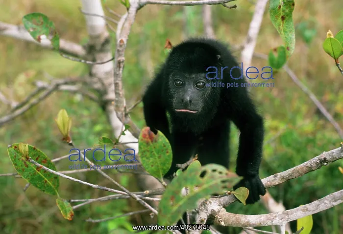 : Black Howler Monkey in tree, (Aloutta pigra) : Black Howler Monkey in tree, (Aloutta pigra)