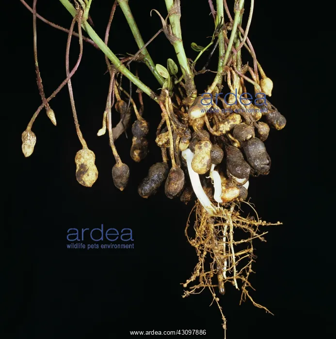 : Black hull diseased peanuts : Black hull diseased peanuts