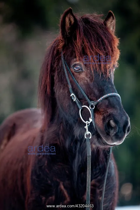 : Black Icelandic Horse, gelding, Austria, Europe : Black Icelandic Horse, gelding, Austria, Europe