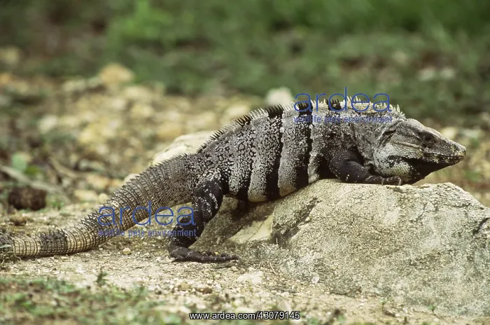 : Black Iguana : Black Iguana