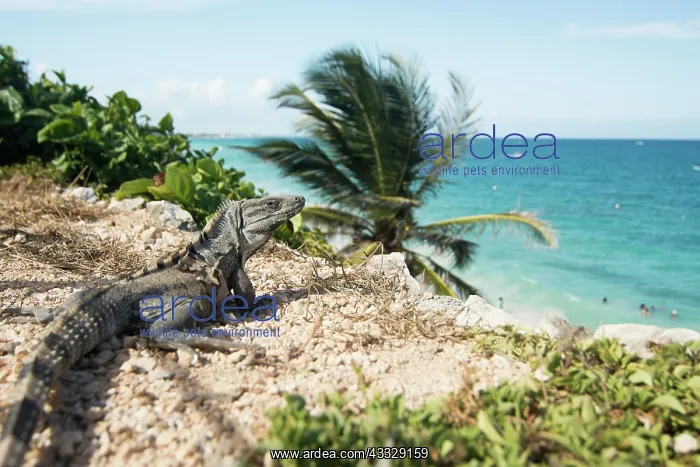 : Black iguana : Black iguana
