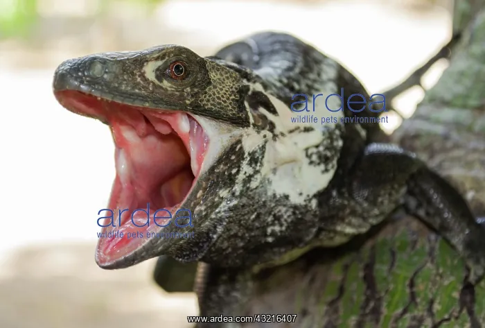 : Black iguana (Ctenosaura pectinata) in defensive : Black iguana (Ctenosaura pectinata) in defensive