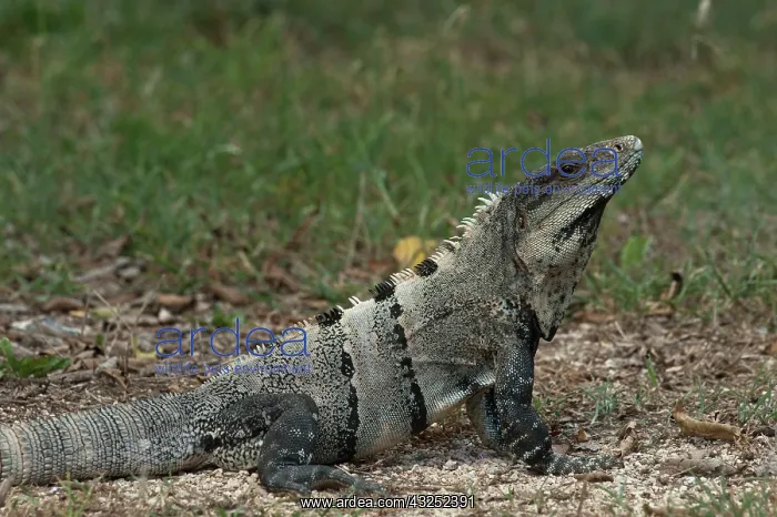 : Black Iguana (Ctenosaura similis), Sian : Black Iguana (Ctenosaura similis), Sian