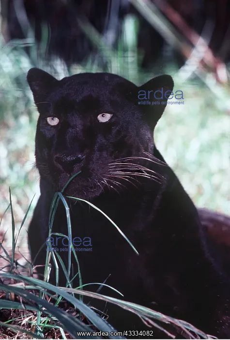 : BLACK INDO-CHINESE LEOPARD / Black Panther : BLACK INDO-CHINESE LEOPARD / Black Panther