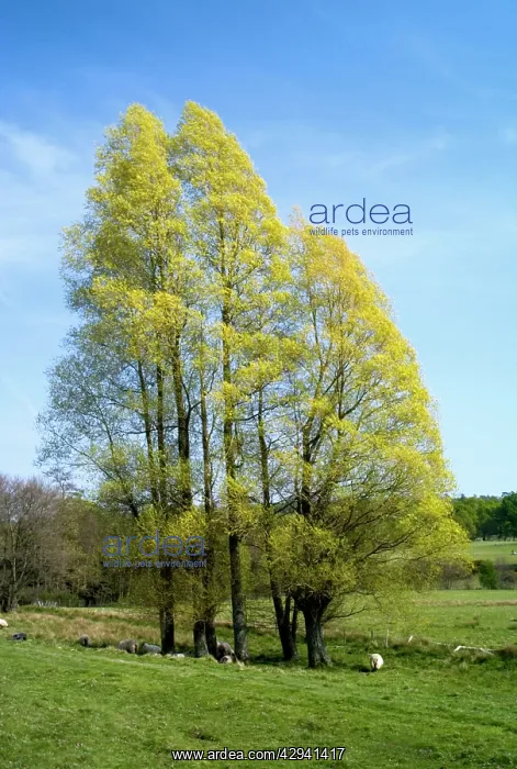 : Black Italian Poplars : Black Italian Poplars