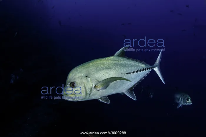  : Black jack  /  Trevally (Caranx lugubris), San Benedicto