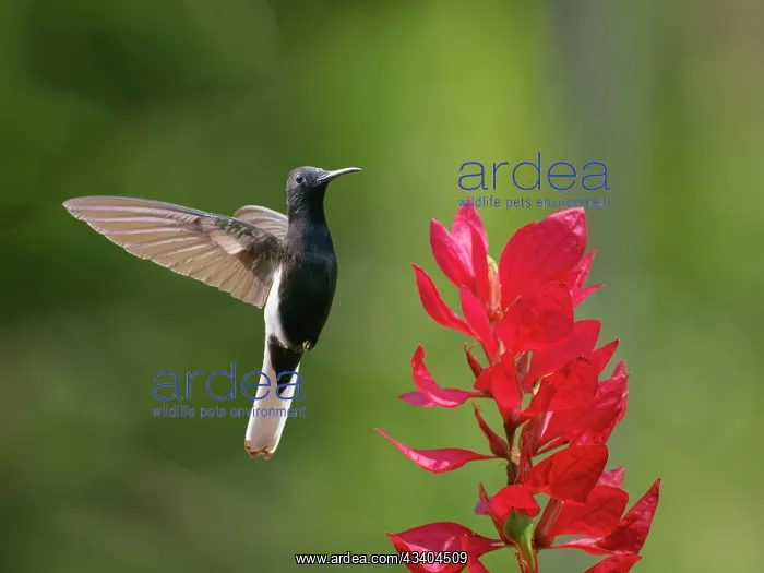: Black Jacobin at flower Florisuga fusca Atlantic : Black Jacobin at flower Florisuga fusca Atlantic