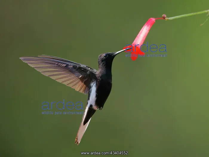 : Black Jacobin at flower Florisuga fusca Atlantic : Black Jacobin at flower Florisuga fusca Atlantic