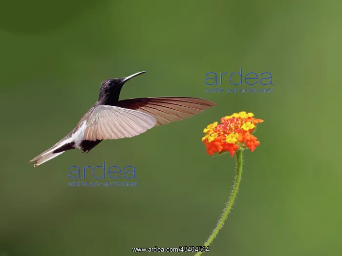 : Black Jacobin at flower Florisuga fusca Atlantic : Black Jacobin at flower Florisuga fusca Atlantic
