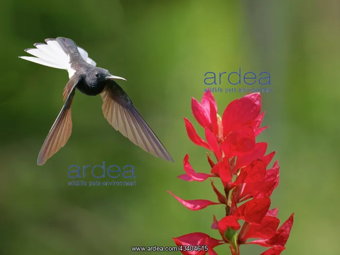 : Black Jacobin at flower Florisuga fusca Atlantic : Black Jacobin at flower Florisuga fusca Atlantic