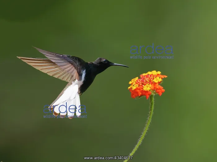 : Black Jacobin at flower Florisuga fusca Atlantic : Black Jacobin at flower Florisuga fusca Atlantic