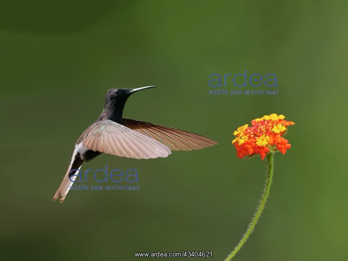 : Black Jacobin at flower Florisuga fusca Atlantic : Black Jacobin at flower Florisuga fusca Atlantic