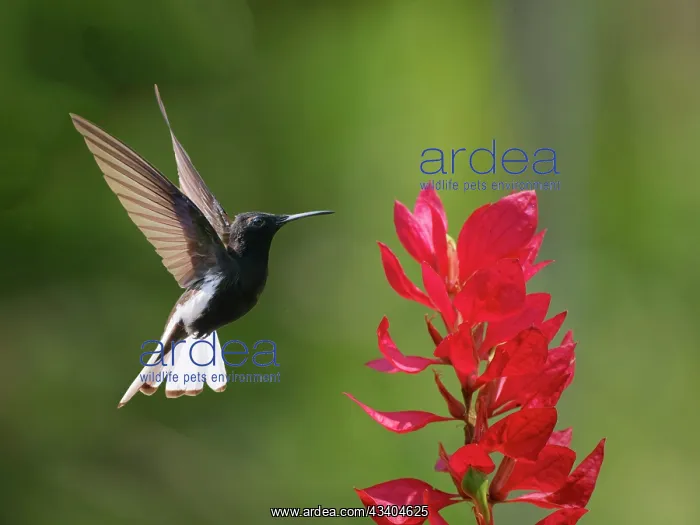 : Black Jacobin at flower Florisuga fusca Atlantic : Black Jacobin at flower Florisuga fusca Atlantic