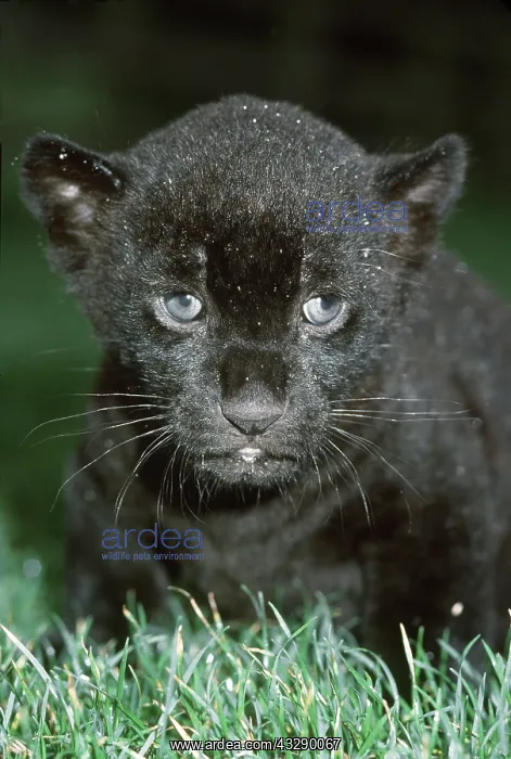 : BLACK JAGUAR : BLACK JAGUAR