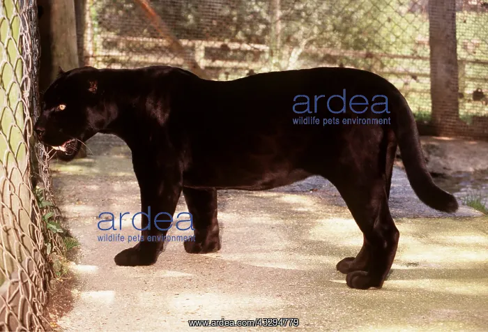 : BLACK JAGUAR - side on : BLACK JAGUAR - side on