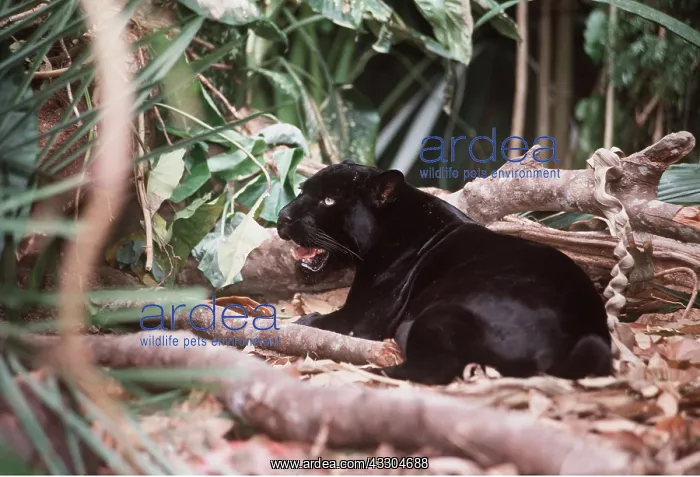 : BLACK JAGUAR / Black Panther : BLACK JAGUAR / Black Panther