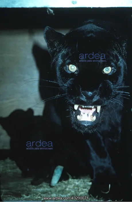 : BLACK JAGUAR / Black Panther - close-up of head : BLACK JAGUAR / Black Panther - close-up of head